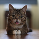 Image for article titled Scientists To Sequence Lil Bub's Genome